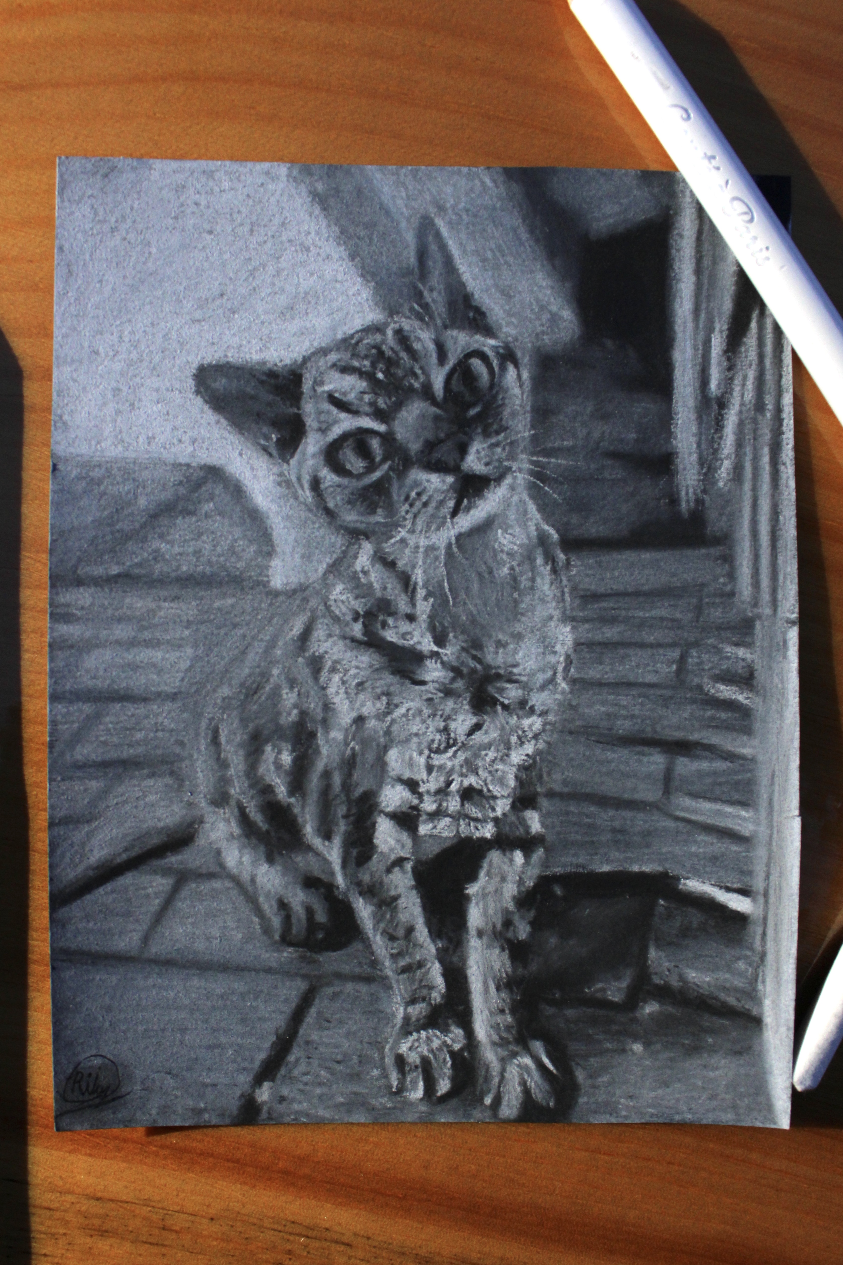Charcoal portrait of a cat